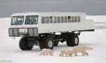 Beobachten der Eisbären in der Tundra.