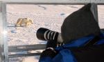 Beobachten der Eisbären in der Tundra.