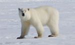 Beobachten der Eisbären in der Tundra.