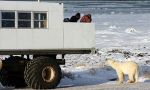 Beobachten der Eisbären in der Tundra.